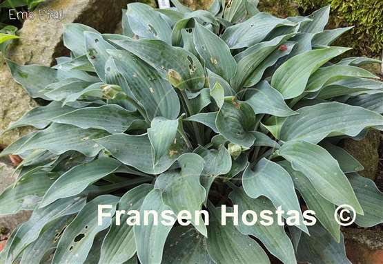 Hosta Ems Pfeil